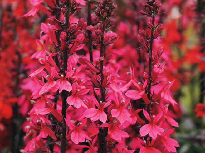 Starship Deep Rose Cardinal flower (Lobelia starship 'Rose') - 1 gallon