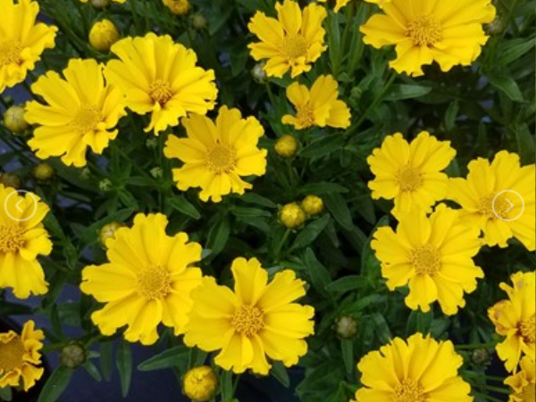 Goldilocks Tickseed (Coreopsis x 'Lil Bang Goldi Locks') - 1 gallon