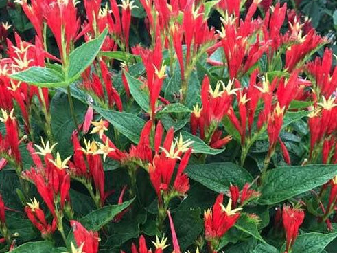 Spigelia Ragin Cajun Indian Pink (Spigelia ragin 'Cajun') - 1 gallon