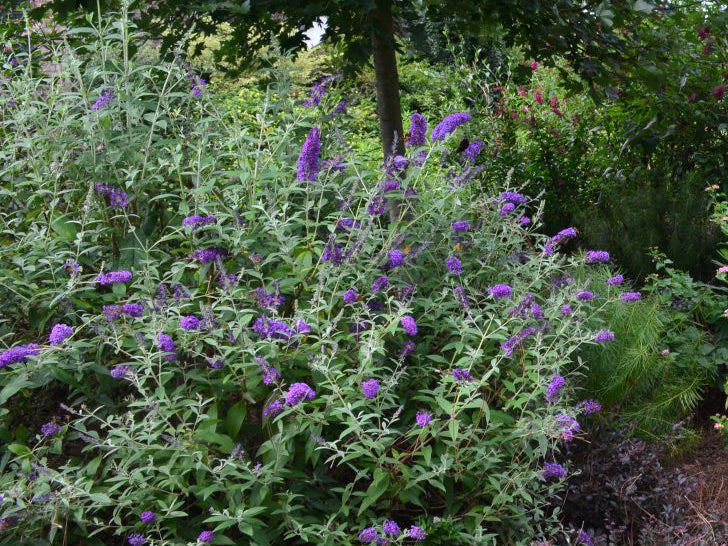 Groovy Grape™ Butterfly Bush (Buddleia ‘Groovy Grape') - 2 gallon