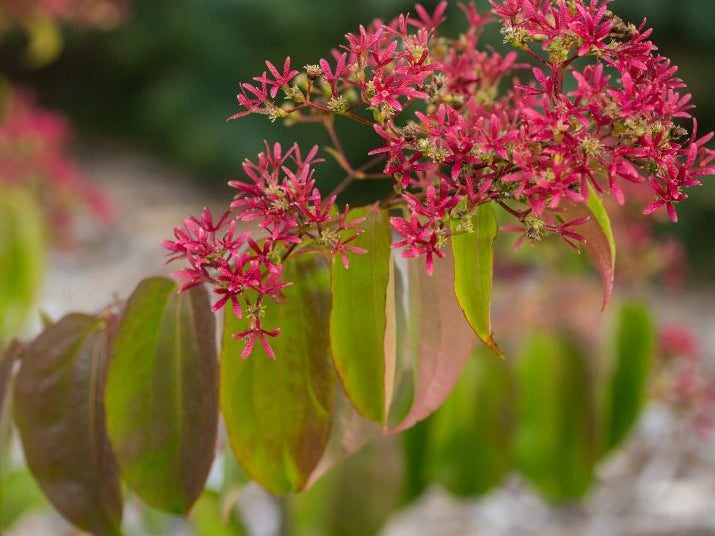 Tianshan® Seven-Son Flower (Heptacodium tianshan) - 3 gallon