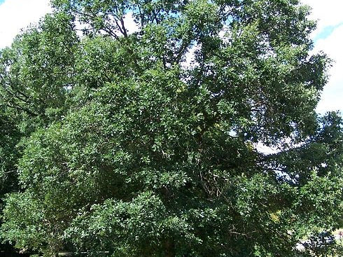 Swamp White Oak (Quercus bicolor) - 3 gallon