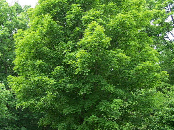 Sugar Maple (Acer saccharum) - 3 gallon