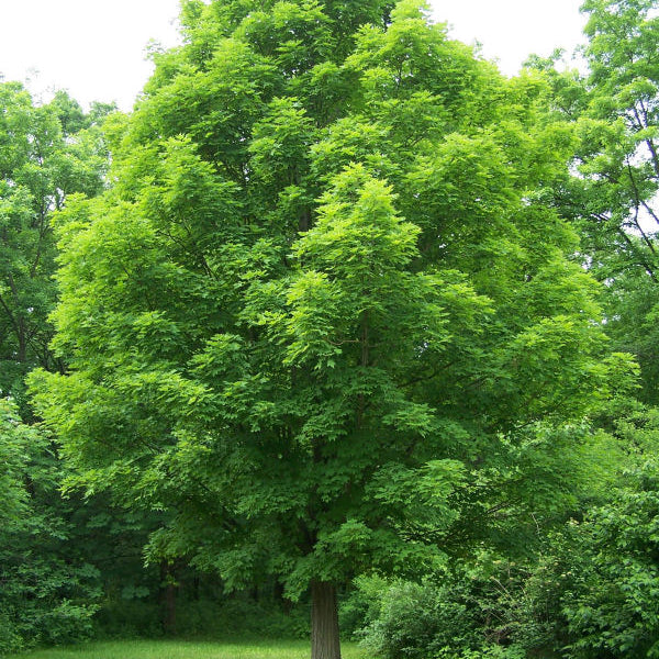 Sugar Maple (Acer saccharum) - 3 gallon