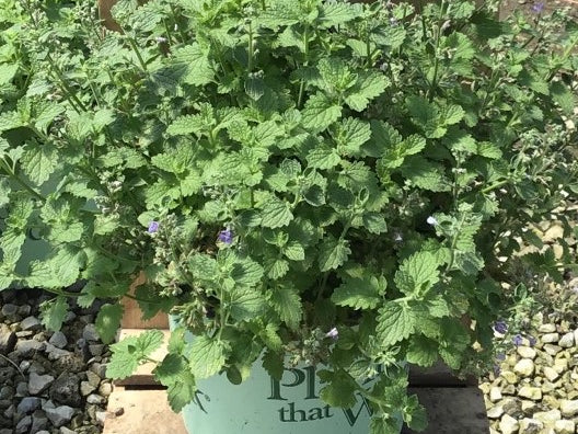 SylvesterBlue™ Catmint (Nepeta sylvester 'Blue') - 1 gallon