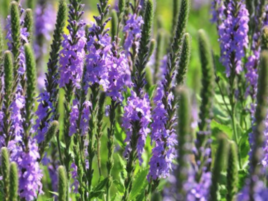 Hoary verbena (Verbena stricta) - 1 gallon
