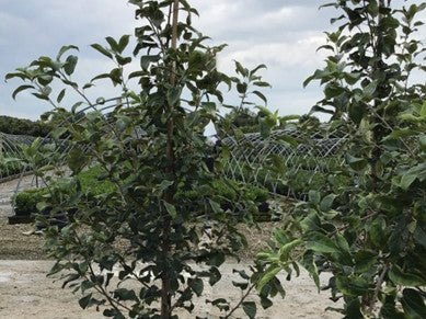 Honeycrisp Apple (Malus 'Fruit Honeycrisp') - 2 gallon 36"