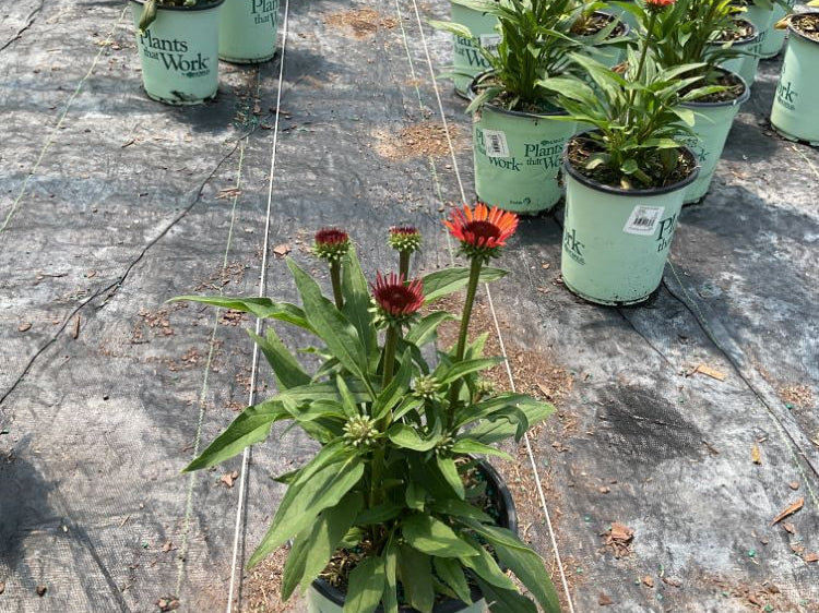 Sunseekers® Orange Coneflower (Echinacea SunSeekers Orange ('Apecssior'PBR)) - half gallon