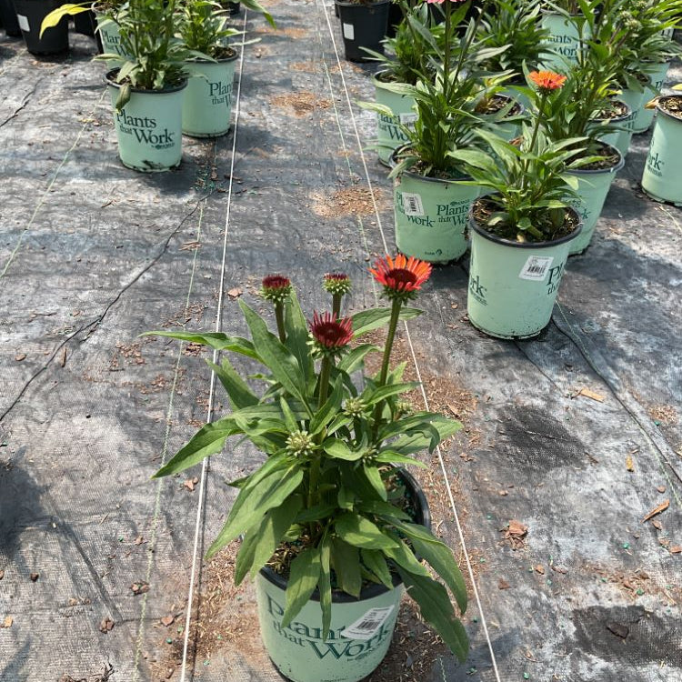 Sunseekers® Orange Coneflower (Echinacea SunSeekers Orange ('Apecssior'PBR)) - half gallon