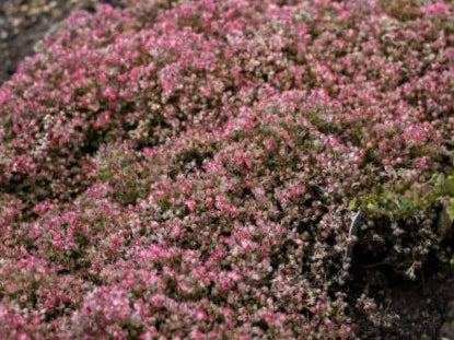 Steel the Show Stonecrop (Sedum steel 'The Show') - 1 gallon