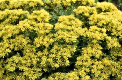 Sedum ROCK 'N LOW™ (Sedum 'Rock N Round Bright Idea') - 1 gallon
