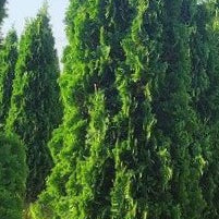 THIN MAN® Arborvitae (Thuja occidentalis 'Thin Man') - 1 gallon