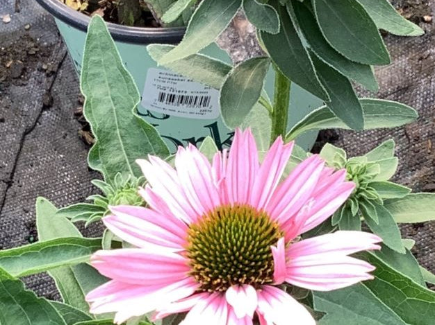Sunseekers Salmon Coneflower (Echinacea sunseekers 'Salmon') - half gallon