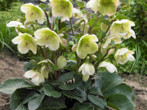 Hellebore Mollys White (Helleborus 'Frostkiss Mollys White') - 1 gallon