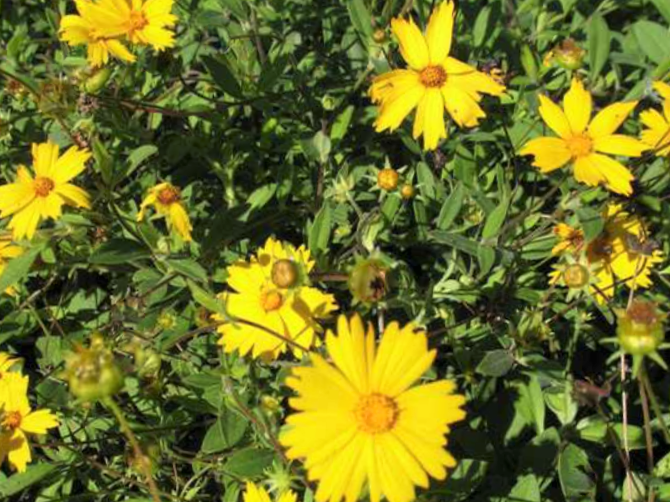 Sunshine Superman Tickseed (Coreopsis sunshine 'Superman') - 1 gallon
