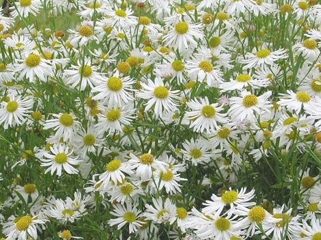 Snowbank Boltonia (Boltonia snowbank) - 1 gallon
