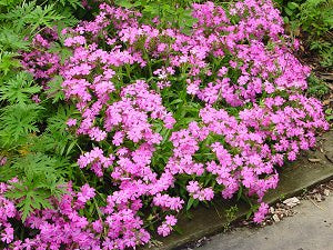 Short and Sweet Wild Pinks / Catchfly (Silene short 'And Sweet') - 1 gallon