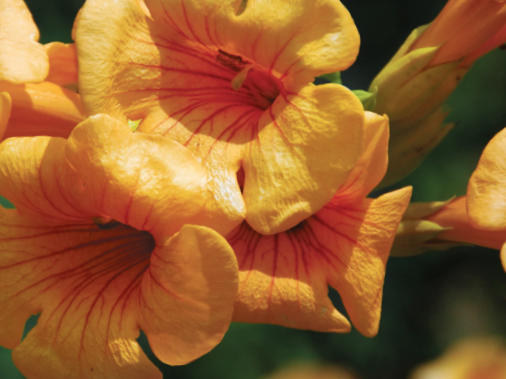 Summer Jazz™ Sunrise Gold Trumpet Vine (Campsis 'Summer Jazz Sunrise Gold') - 2 gallon