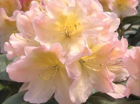 Holden’s™ Peach Rhododendron (Rhododendron 'Holdens Peach') - 3 gallon
