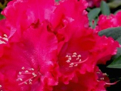 Holden’s ™ Red Rhododendron (Rhododendron holdens 'Red') - 3 gallon 15"