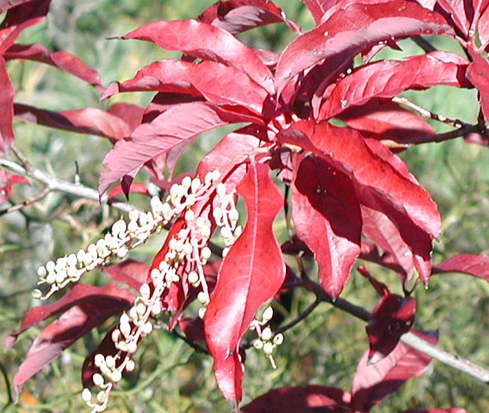 Sourwood (Oxydendrum arboreum) - 3 gallon