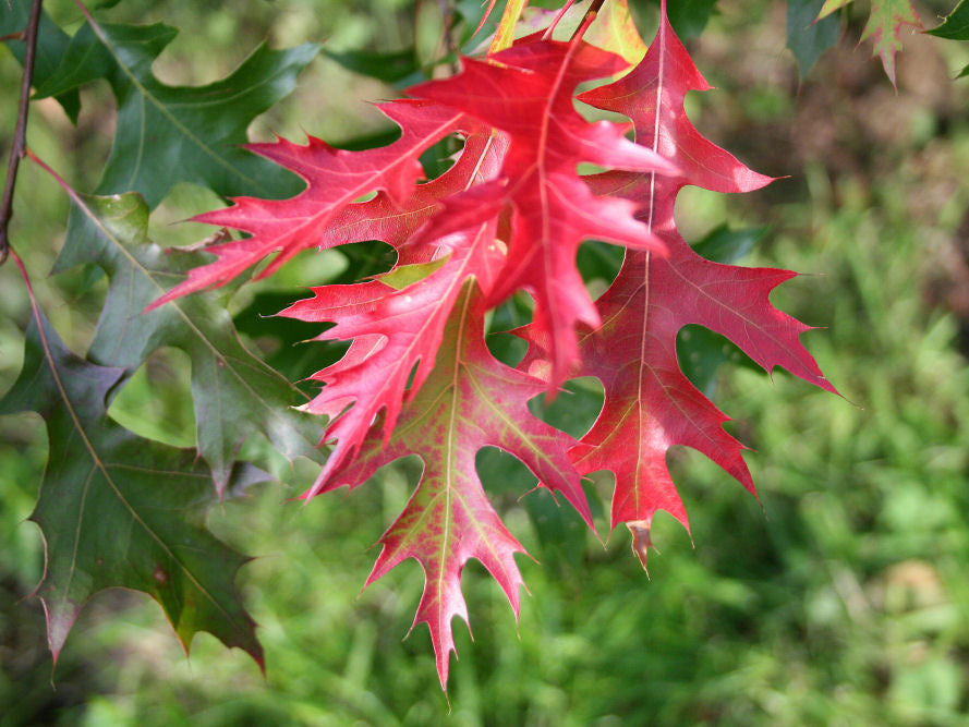 Scarlet Oak (Quercus coccinea) - 3 gallon