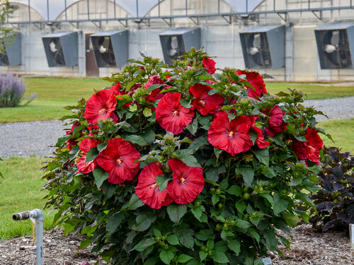 Summerific® 'Valentine's Crush' Rose Mallow (Hibiscus x 'Summerific Valentines Crush') - 2 gallon