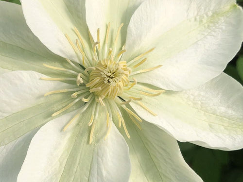 Guernsey Flute™ Clematis (Clematis guernsey 'Flute') - 1 gallon