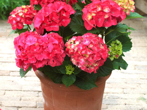 Red Sensation Next Generation Mophead Hydrangea (Hydrangea macrophylla 'Nxtgen Red Sensation') - 2 gallon