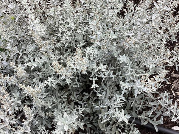 GardenGhost™ Artemesia (Artemisia garden 'Ghost') - 1 gallon
