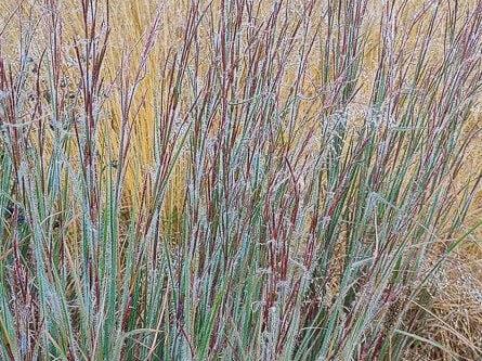 Ha Ha Tonka Little Bluestem (Schizachyrium 'Ha Ha Tonka') - 1 gallon