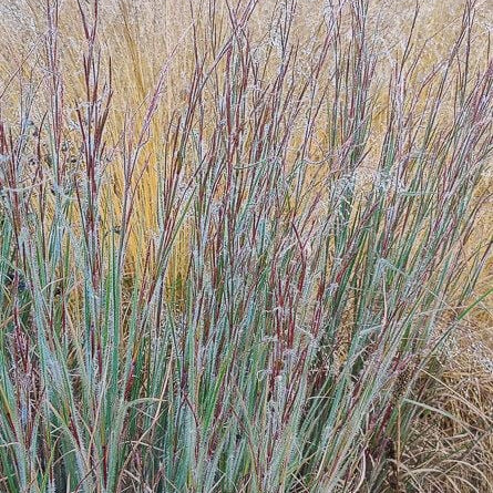 Ha Ha Tonka Little Bluestem (Schizachyrium 'Ha Ha Tonka') - 1 gallon