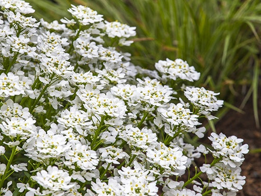 Snowsurfer™ Forte Candytuft (Iberis sempervirens 'Snowsurfer') - 1 gallon