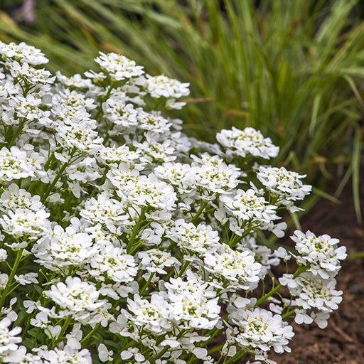 Snowsurfer™ Forte Candytuft (Iberis sempervirens 'Snowsurfer') - 1 gallon