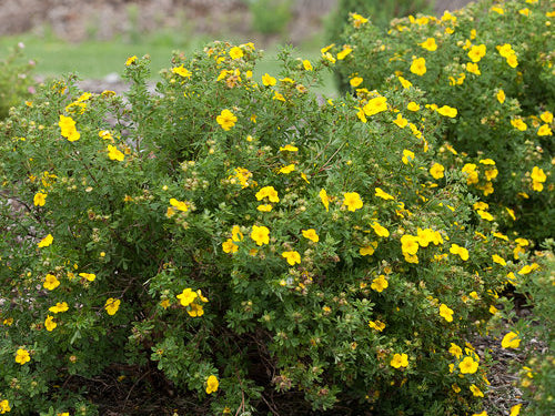 Happy Face® Yellow Cinquefoil (Potentilla 'Happy Face Yellow') - 2 gallon 12"