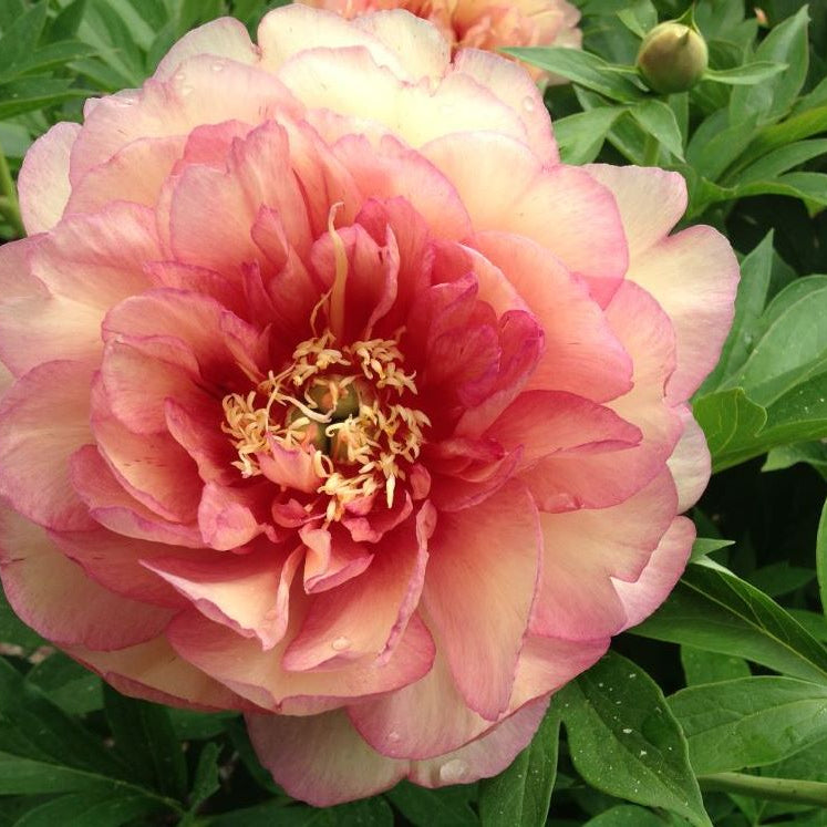 Garden Candy® Simply Scrumptious™ Itoh Peony (Paeonia 'I Simply Scrumptious') - 2 gallon