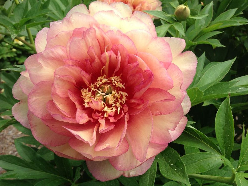 Garden Candy® Simply Scrumptious™ Itoh Peony (Paeonia 'I Simply Scrumptious') - 2 gallon