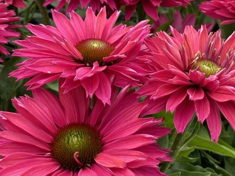 Sunseekers™ ‘Sweet Fuchsia’ Coneflower (Echinacea Sunseekers 'Sweet Fuchsia') - half gallon