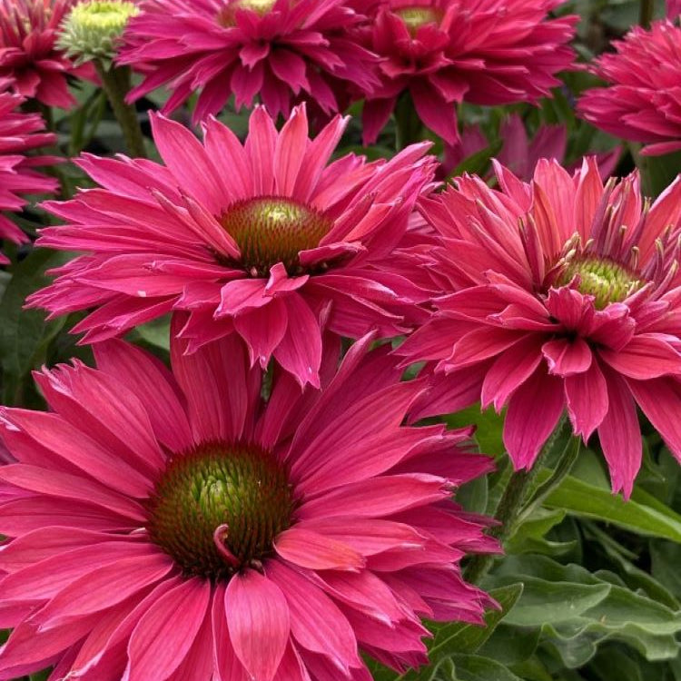 Sunseekers™ ‘Sweet Fuchsia’ Coneflower (Echinacea Sunseekers 'Sweet Fuchsia') - half gallon