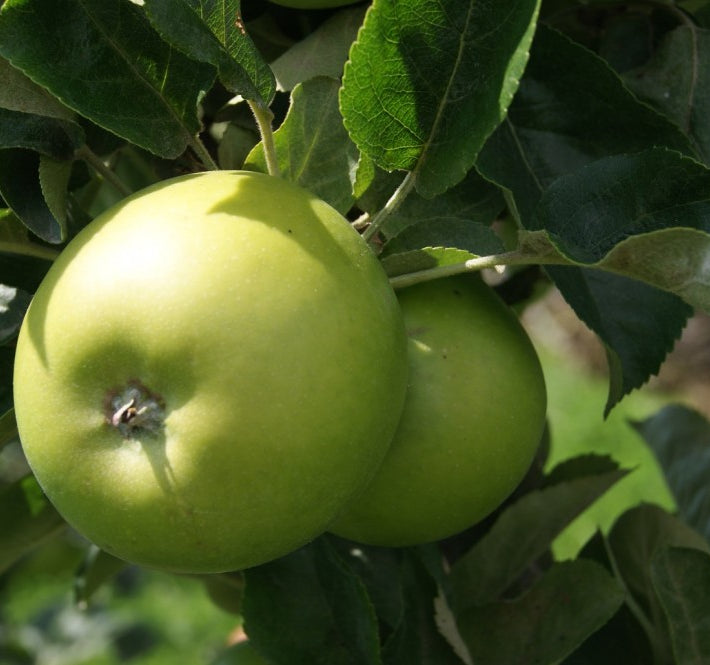 Granny Smith Apple (Malus 'Fruit Granny Smith') - 5 gallon 60"