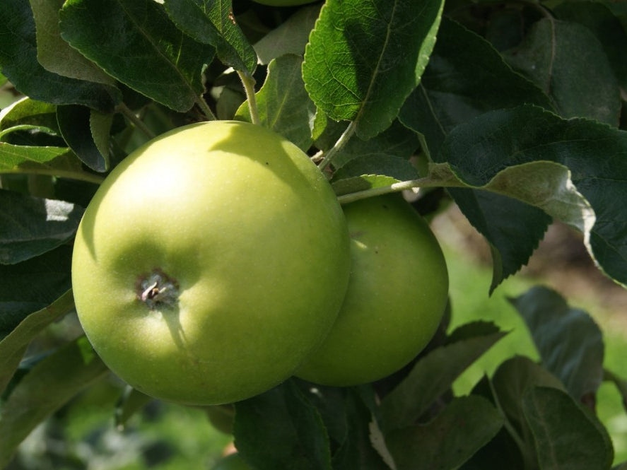 Granny Smith Apple (Malus 'Fruit Granny Smith') - 5 gallon 60"