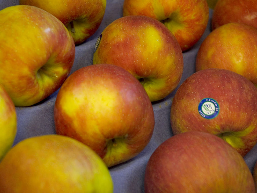 Honeycrisp Apple (Malus 'Fruit Honeycrisp') - 5 gallon 60"
