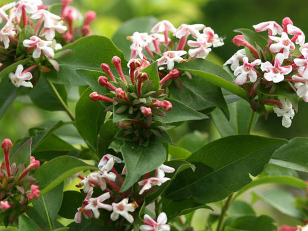 Sweet Emotion® Blaze Hardy abelia (Abelia m. ‘Sweet Emotion Blaze’) - 2 gallon