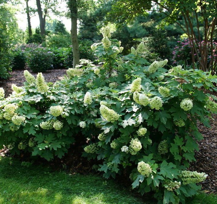 Gatsby Glow Ball® Oakleaf Hydrangea (Hydrangea quercifolia 'NCHQ1') - 3 gallon
