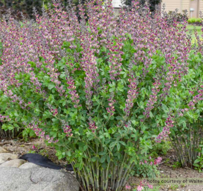 Grape Escape False Indigo (Baptisia '‘Grape Escape’') - 1 gallon