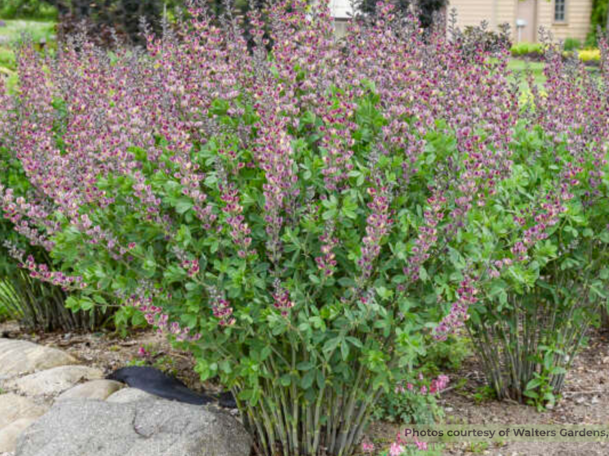 Grape Escape False Indigo (Baptisia '‘Grape Escape’') - 1 gallon