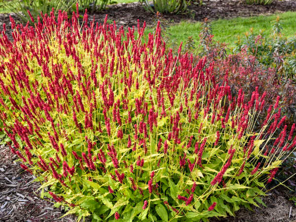 Glowing Reviews Mountain Fleece (Persicaria amplexicaulis 'Glowing Reviews) - 1 gallon