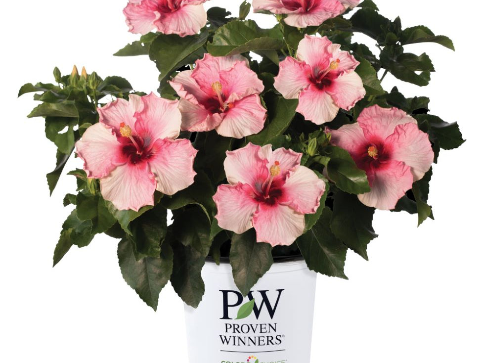 Hollywood Hibiscus™ Bloom Bash™ (Hibiscus rosa-sinensis Bloom Bash™ (AH-64)) - 2 gallon