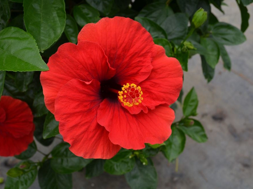 Hollywood Hibiscus™ Hot Shot™ (Hibiscus rosa-sinensis Hot Shot™) - 2 gallon