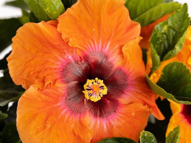 Hollywood Hibiscus™Disco Diva™ (Hibiscus Rosa-sinensis Disco Diva™) - 2 gallon